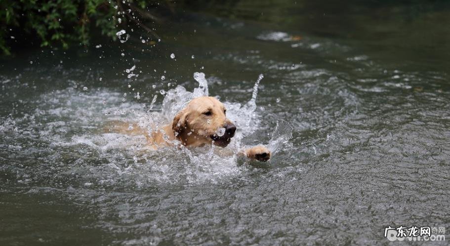 小狗游水的常见问题都有哪些?