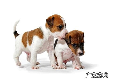 新出世的幼狗小宠物主应当怎样医护?