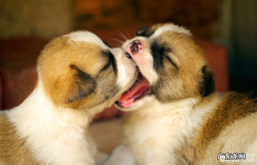 新出世的幼狗小宠物主应当怎样医护?