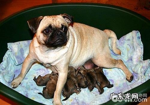 小狗产后调理常见问题都有哪些？