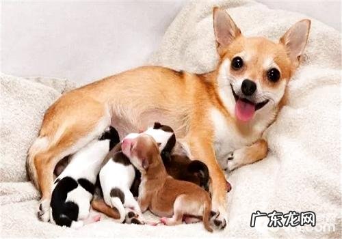 小狗产后调理常见问题都有哪些？