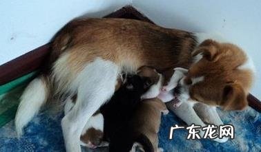 小狗产后调理常见问题都有哪些？