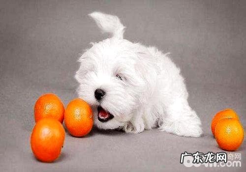 给狗狗吃水果的常见问题都有哪些?