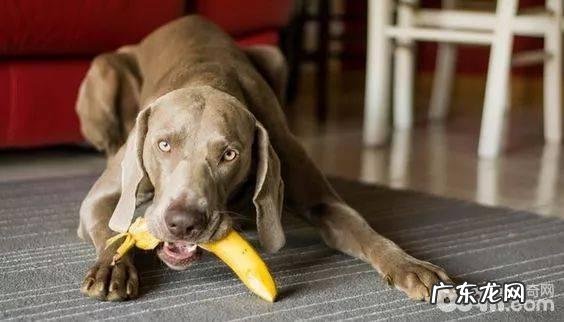 狗狗吃水果的专业知识你都知道吗？