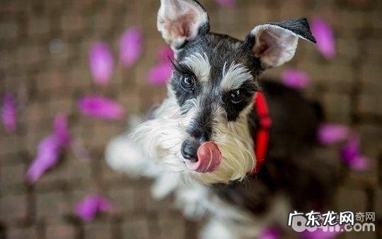 小狗耳朵里面双眼牙的医护方法都有哪些？