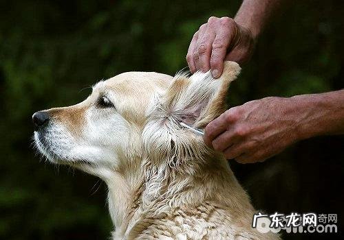 小狗耳朵里面双眼牙的医护方法都有哪些？