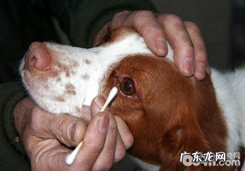 小狗清理医护的常见问题都有哪些?