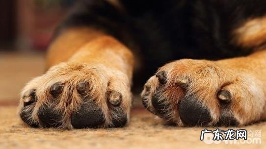 剪修小狗脚掌毛的方式都有哪些?