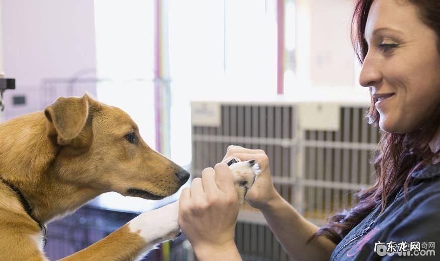 狗狗指甲如何剪修 狗狗指甲剪修常见问题有什么？