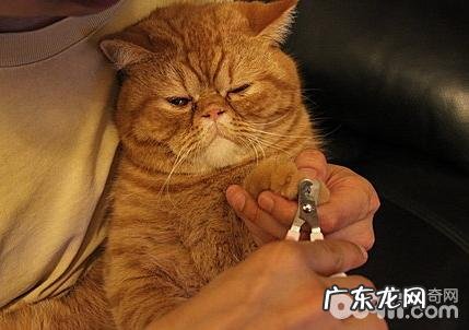 犬猫剪修手指甲常见问题 犬猫剪修手指甲的缘故有什么