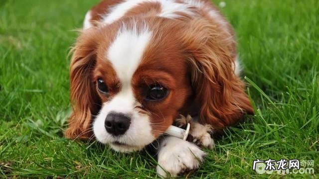 小狗表述感情的方法都有哪些?