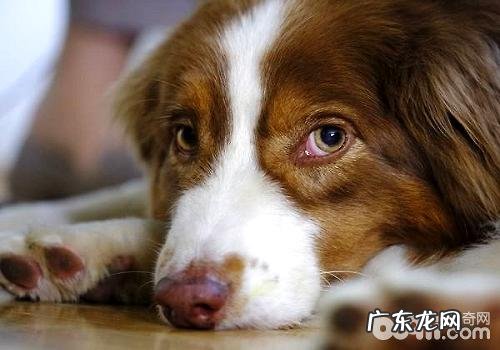 小狗表述感情的方法都有哪些?