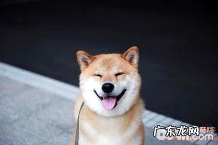 有什么方式能够让小狗觉得开心?