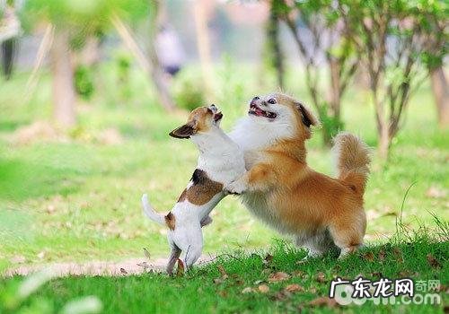 遛猫遛狗时狗狗打架应当怎么处理？