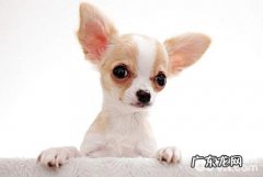 最受女生热烈欢迎的三种小型狗
