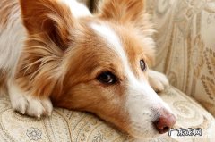 怎样医护能够让狗狗牙齿身心健康？