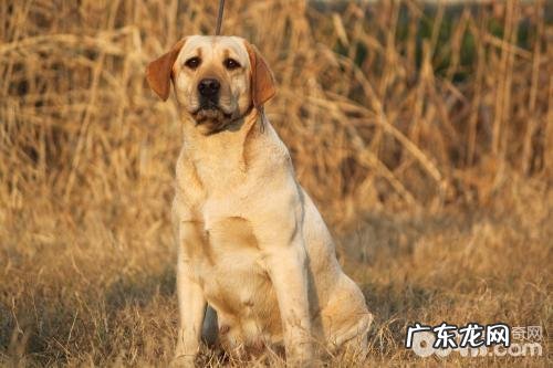 怎样医护能够让狗狗牙齿身心健康?