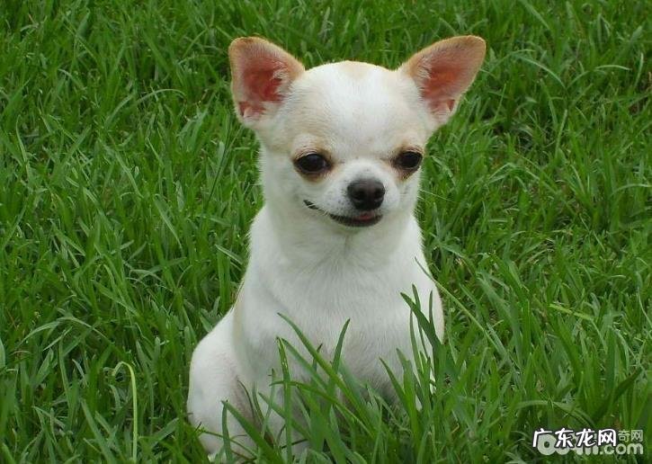 吉娃娃腿抽筋怎么办 吉娃娃腿腿抽筋的原因有什么