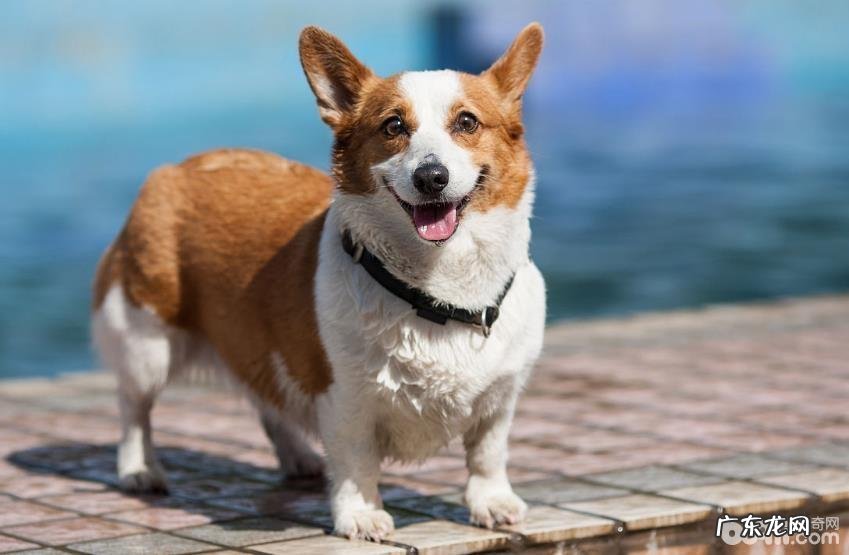 家里喂养柯基犬的缺陷都有哪些?