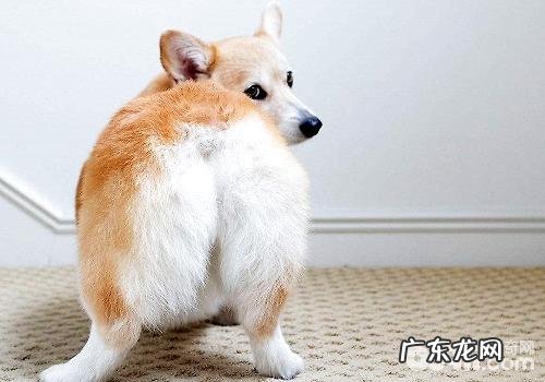 家里喂养柯基犬的缺陷都有哪些?