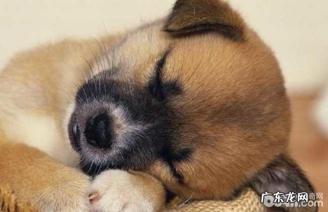 中华田园犬的四大优势详细介绍