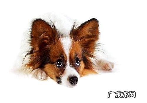 哪种色的蝴蝶犬最好看呢?