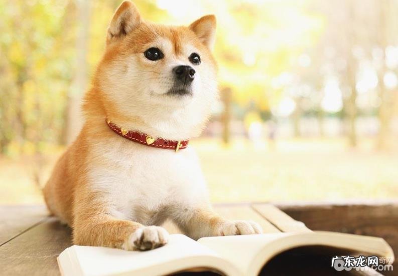 喂养柴犬的常见问题都有哪些？