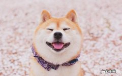 喂养柴犬的常见问题都有哪些？