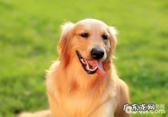 吃什么食物让小狗头发头发柔顺，小狗头发的医护方式