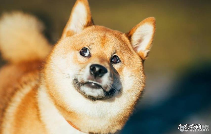 吃什么食物让小狗头发头发柔顺,小狗头发的医护方式