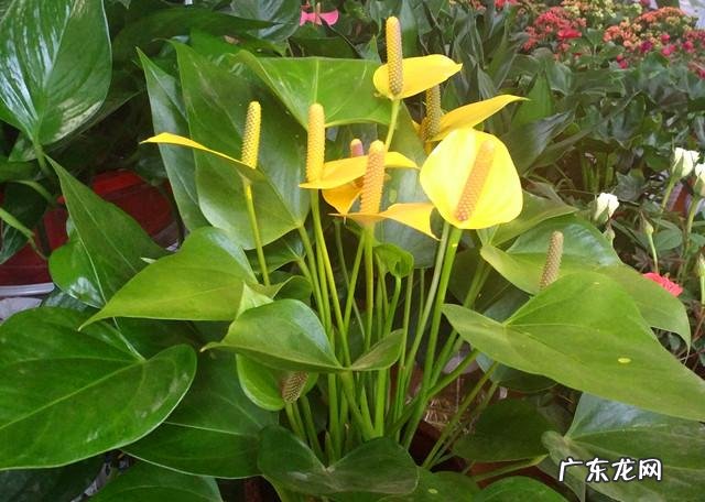 自制香蕉皮肥料很臭怎么办?