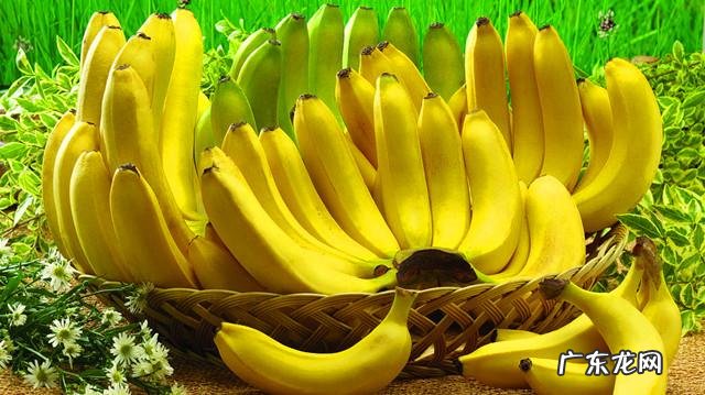 自制香蕉皮肥料很臭怎么办?