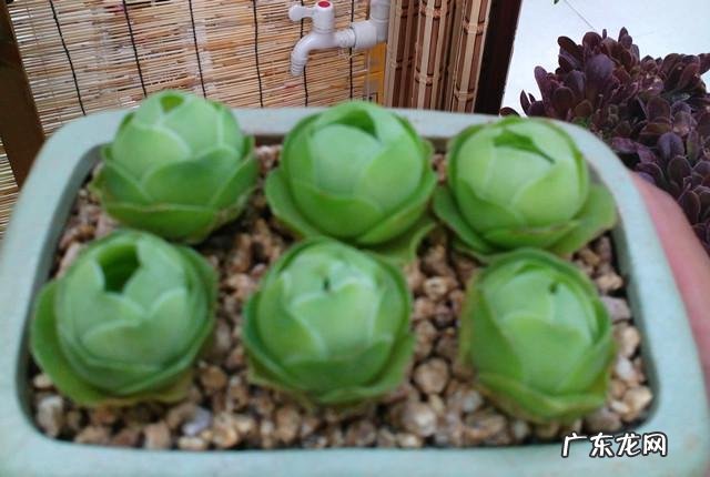 自制香蕉皮肥料很臭怎么办?