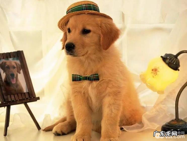 小宠物主不能不知道的十八条养宠物小常识