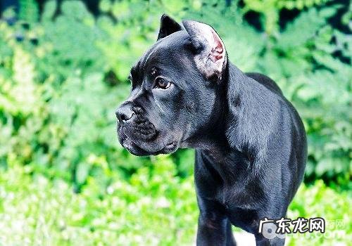 小宠物主不能不知道的十八条养宠物小常识