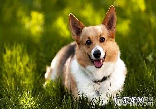 大城市中养宠物必须留意的地区都有哪些?