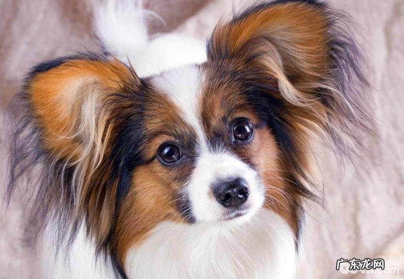 蝴蝶犬医护方法,蝴蝶犬医护的常见问题