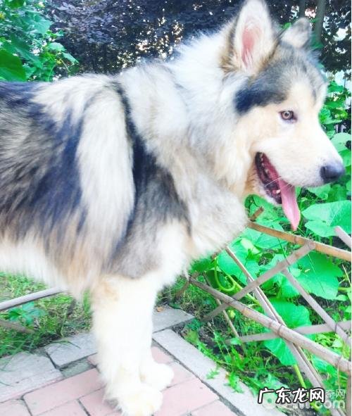 养宠物能够提升 人的满足感吗?