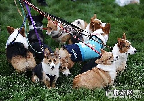 养宠物能够提升 人的满足感吗?