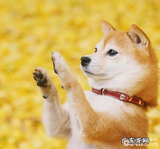 危害柴犬价格的缘故有什么?喂养柴犬要注意什么