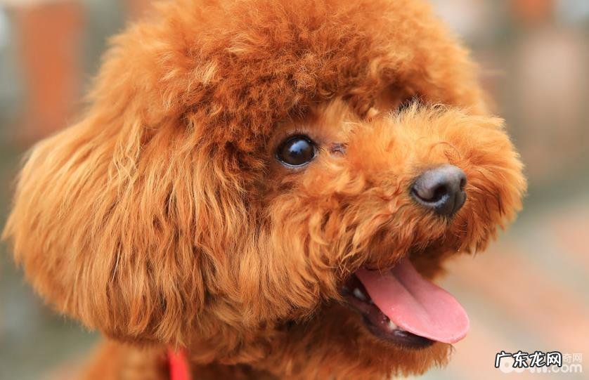 下列这几个方面帮你分辨小泰迪人体是不是身心健康