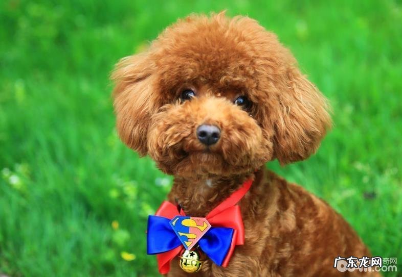 下列这几个方面帮你分辨小泰迪人体是不是身心健康