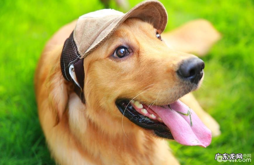 下列这几个方面证实你早已狠狠爱上小狗了