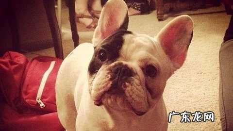 小宠物主一定不必对小狗做的五件事