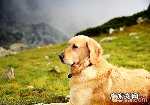 怎样辨别美系金毛和英系金毛,美系金毛和英系金毛的差别是啥?