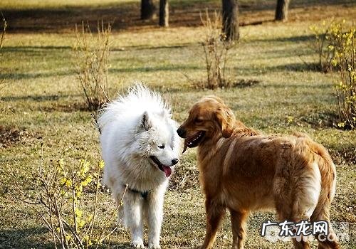萨摩和金毛狗狗哪家好,萨摩和金毛狗狗哪一个合适家里养?
