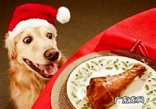 小泰迪除虫后胃口差该怎么办?