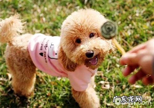 小泰迪除虫后胃口差该怎么办?