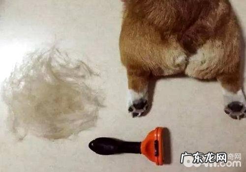 小狗一直掉毛的缘故,为何小狗一直掉毛?