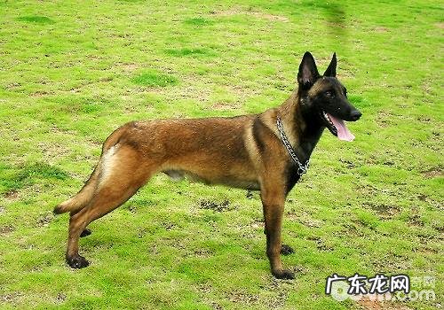 东德牧羊犬胃口不太好该怎么办,东德牧羊犬胃口不太好的缘故